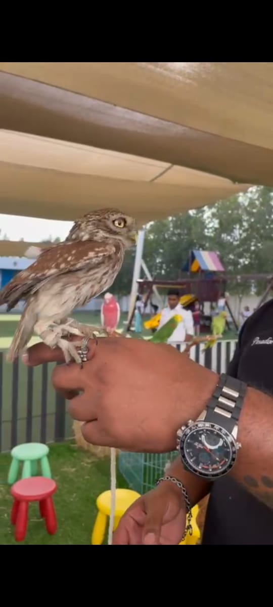 Mini Owl